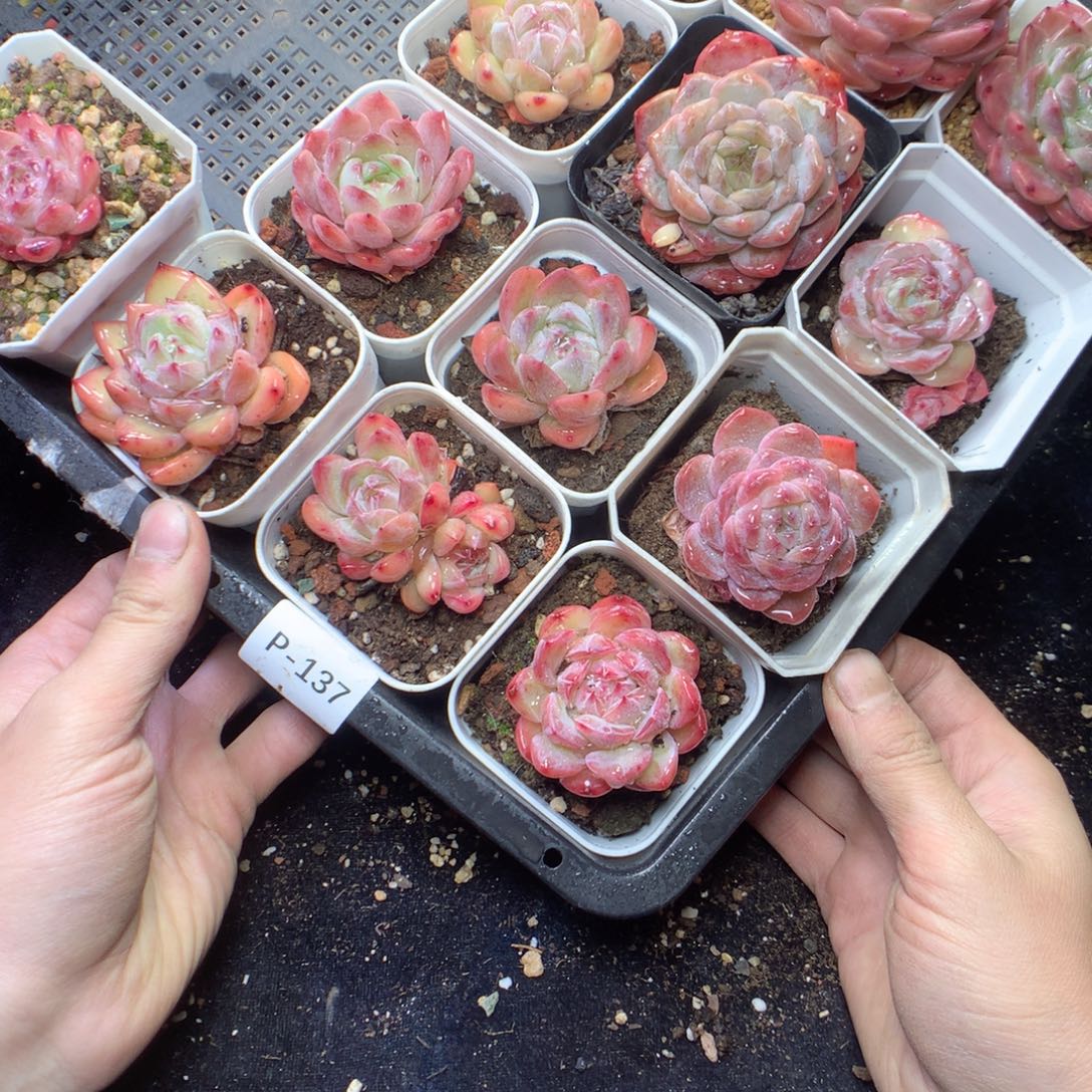 无花朵P137yyyyyyyyy