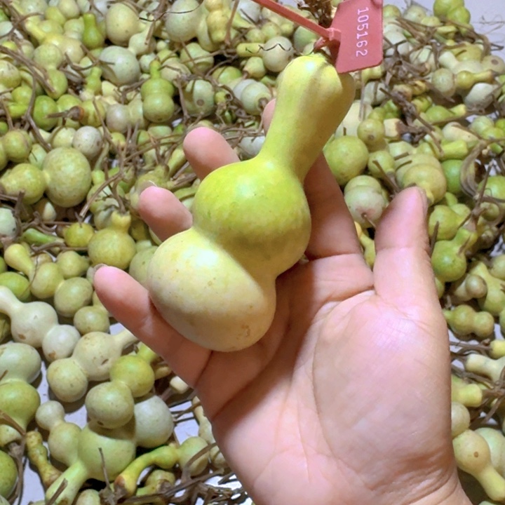 北***部青皮不保成不退不换