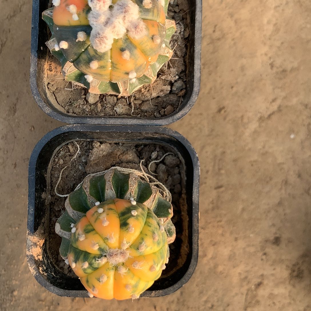 【闪购商品】用****5两兜兜兜兜