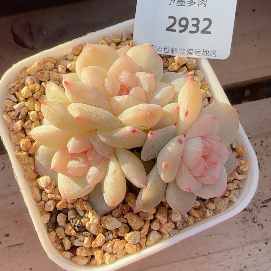 雨露泡泡，2932多肉植物