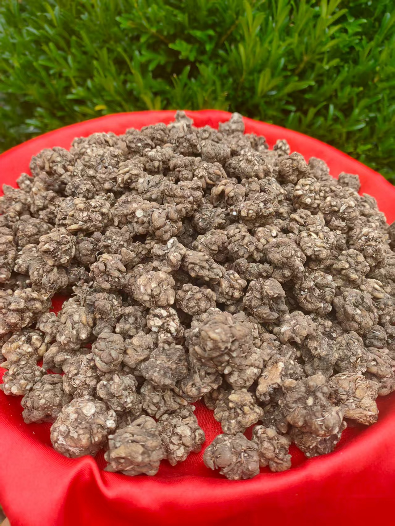1【猫-爪-草】净含量：100-500g【小田现收】