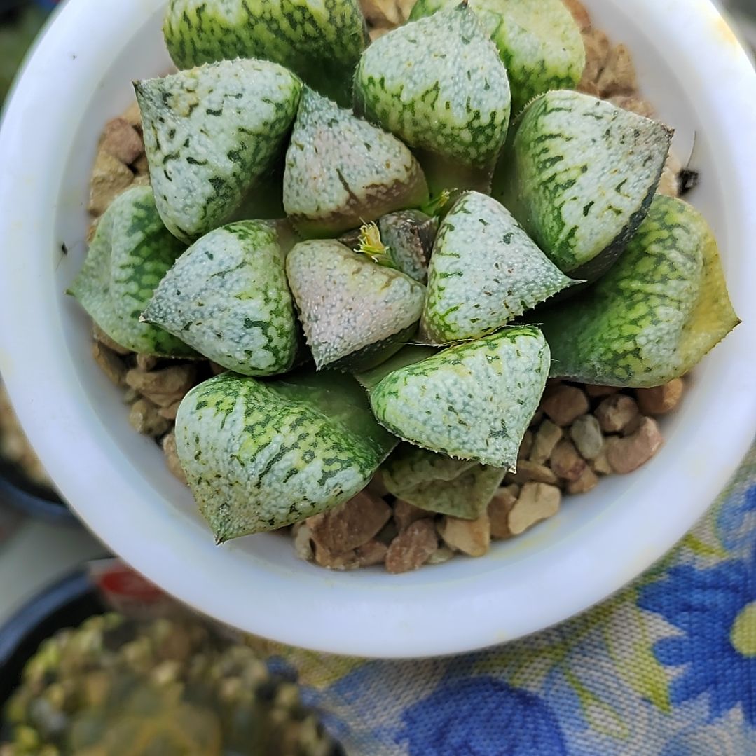 497号 实生丸叶白银 7厘米左右一物一拍带盆