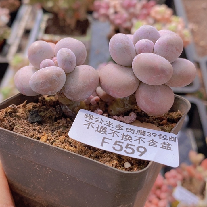 芭比奶洛7cm559多肉植物