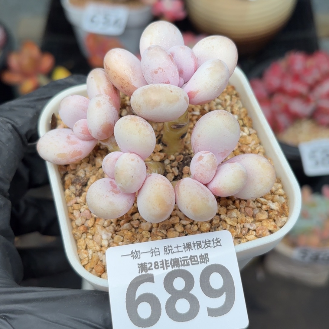 奶酪多肉无盆土发货