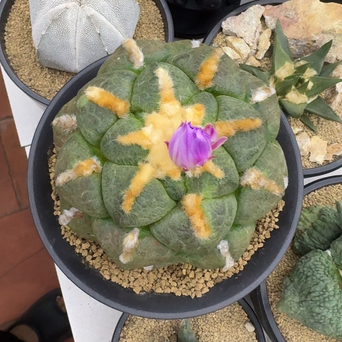 驰***。实生连山牡丹仙人球