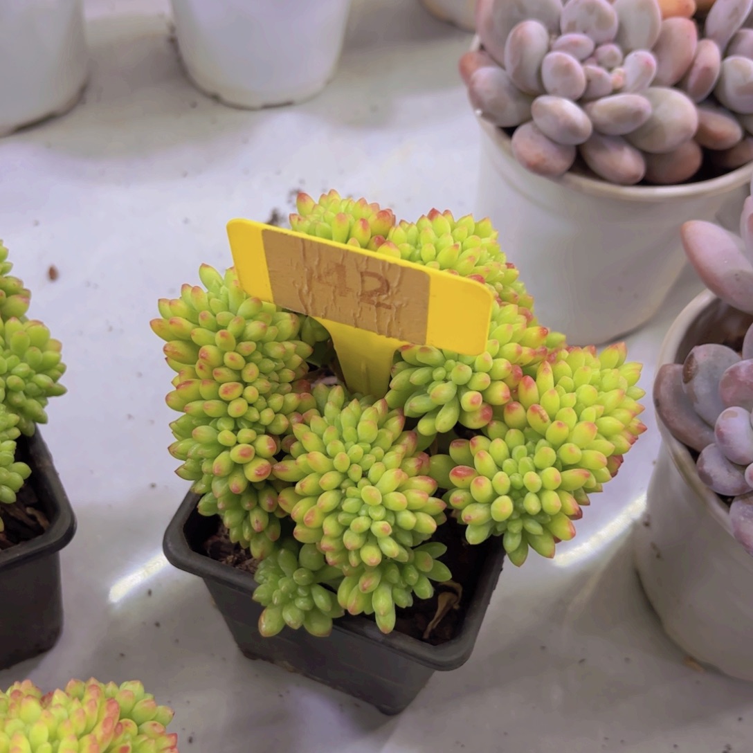 我的小可爱们都好可爱