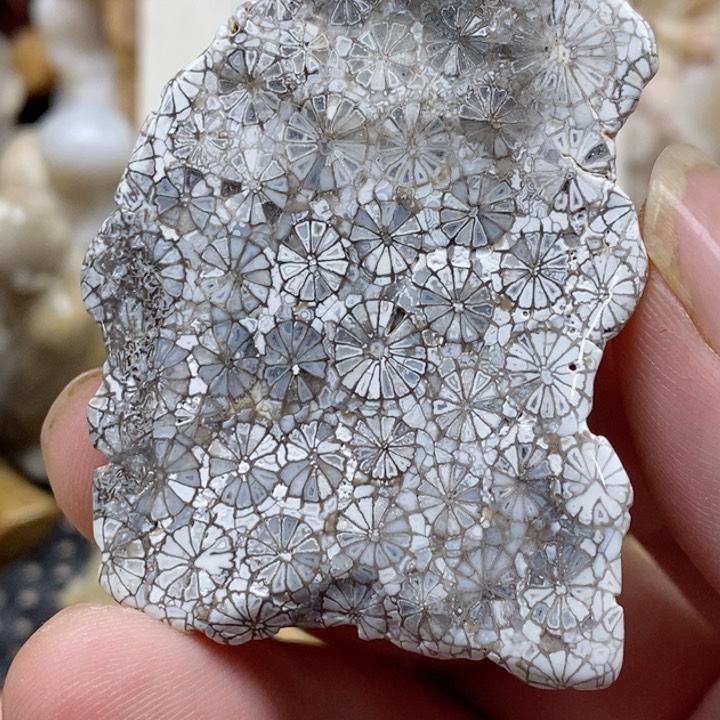 颈饰未镶嵌硅化珊瑚（珊瑚玉）