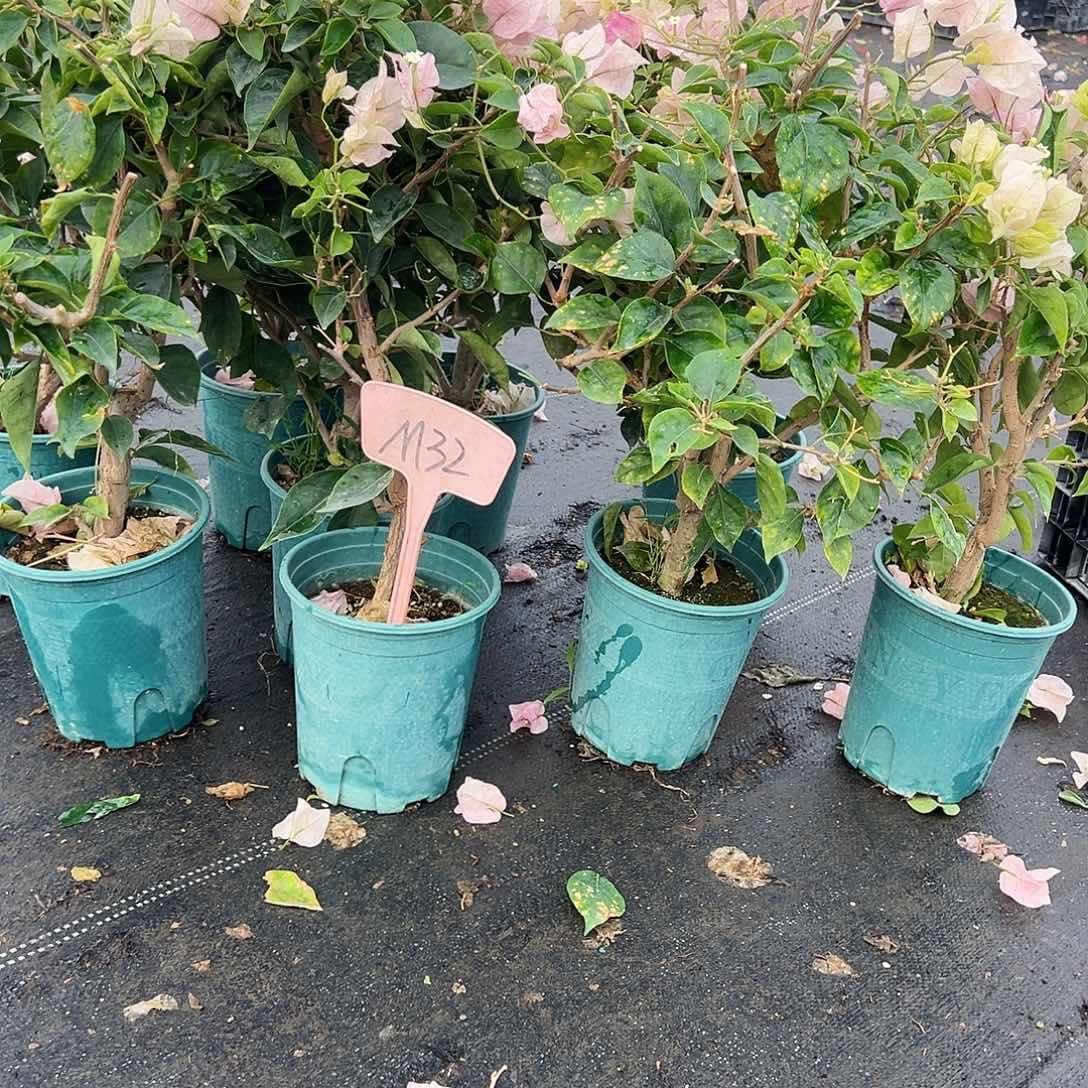 大部分花苞少量开放M32皇后中一颗