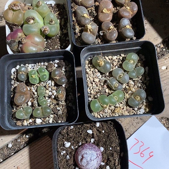 7369。   一组。 福利。  