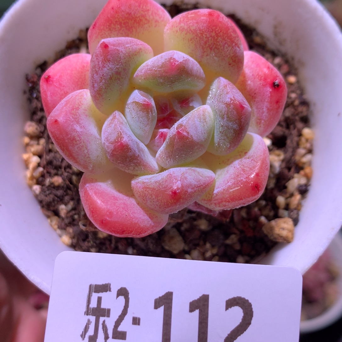 乐然 2-112 新品单头 