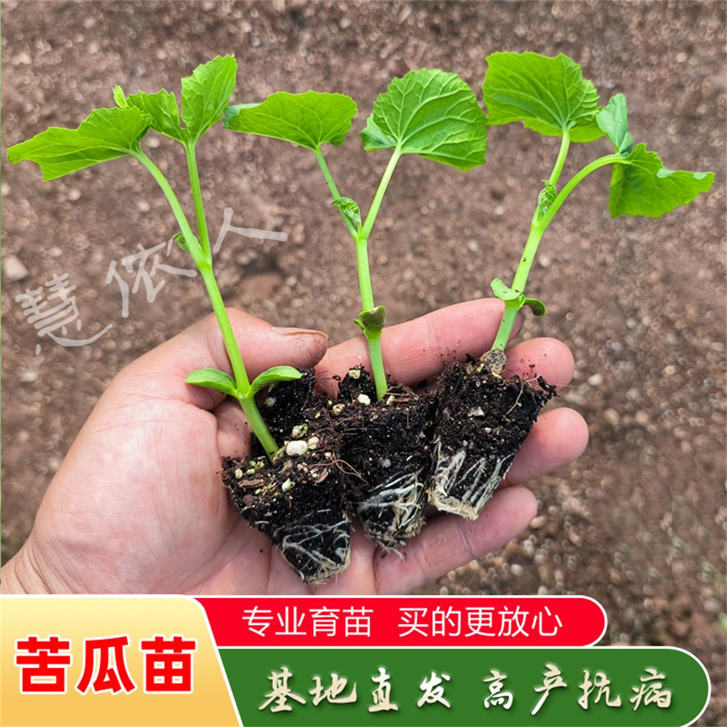 苦瓜秧苗苦瓜种子种苗长青苦瓜苹果苦瓜绿苦瓜赖葡萄白苦瓜苗四季