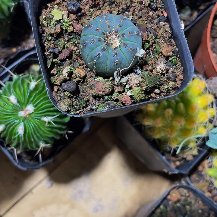 士同5.8带哦土发货