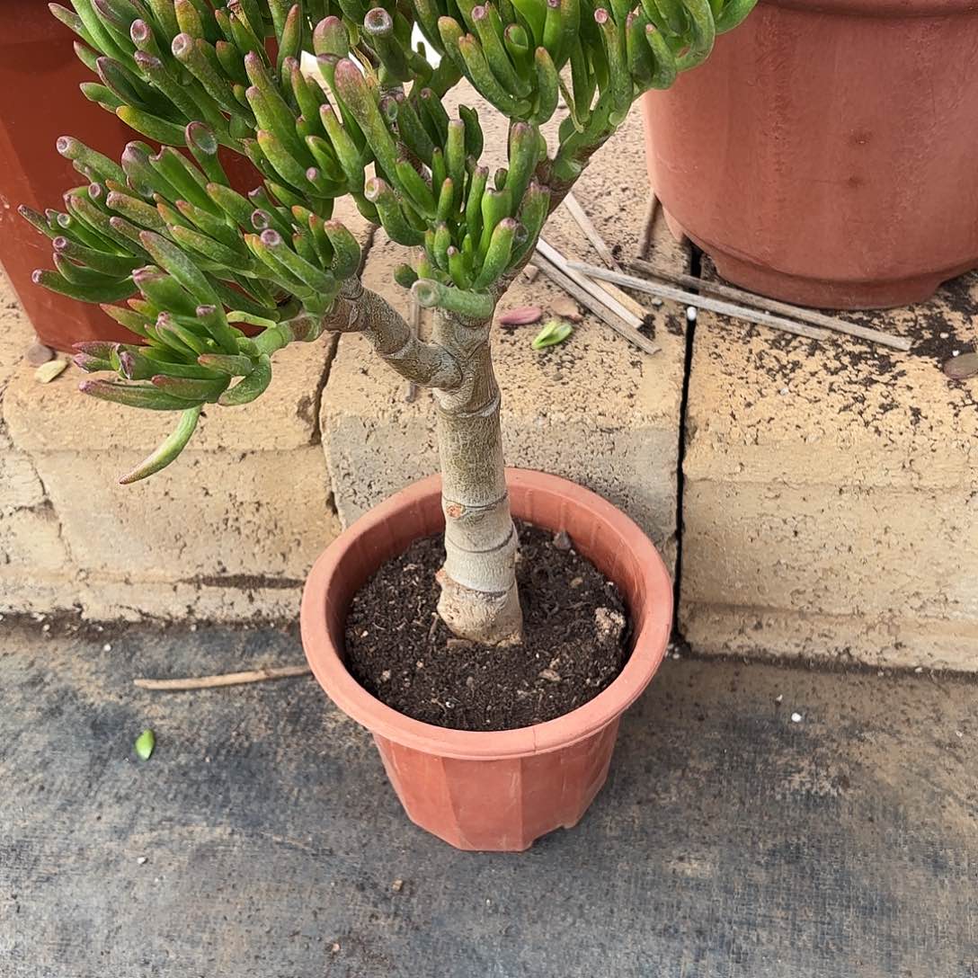 荔***开5036吸财树树带土球发货