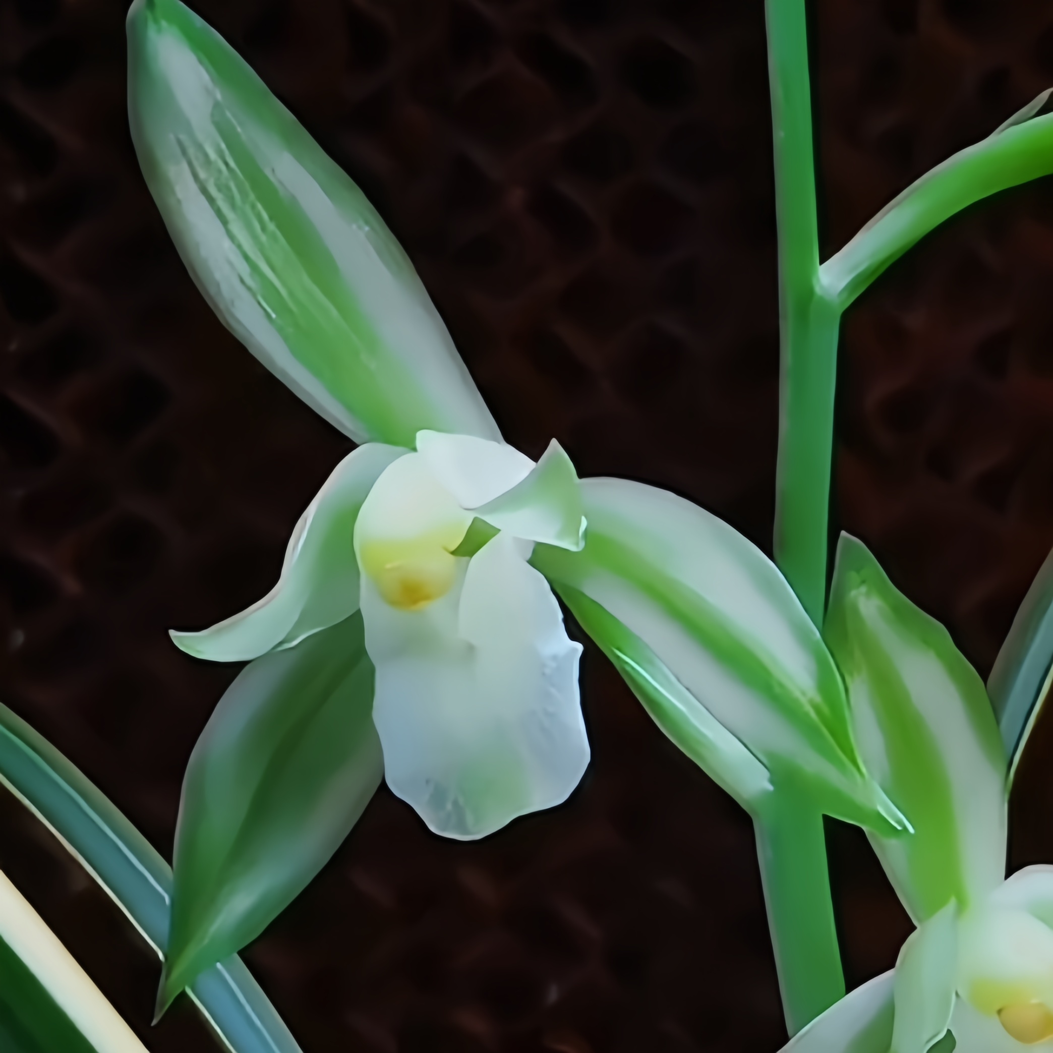 【鱼魫大贡呈祥艺】花艺双全四季兰 6-11月份花期 山区自然苗易养活