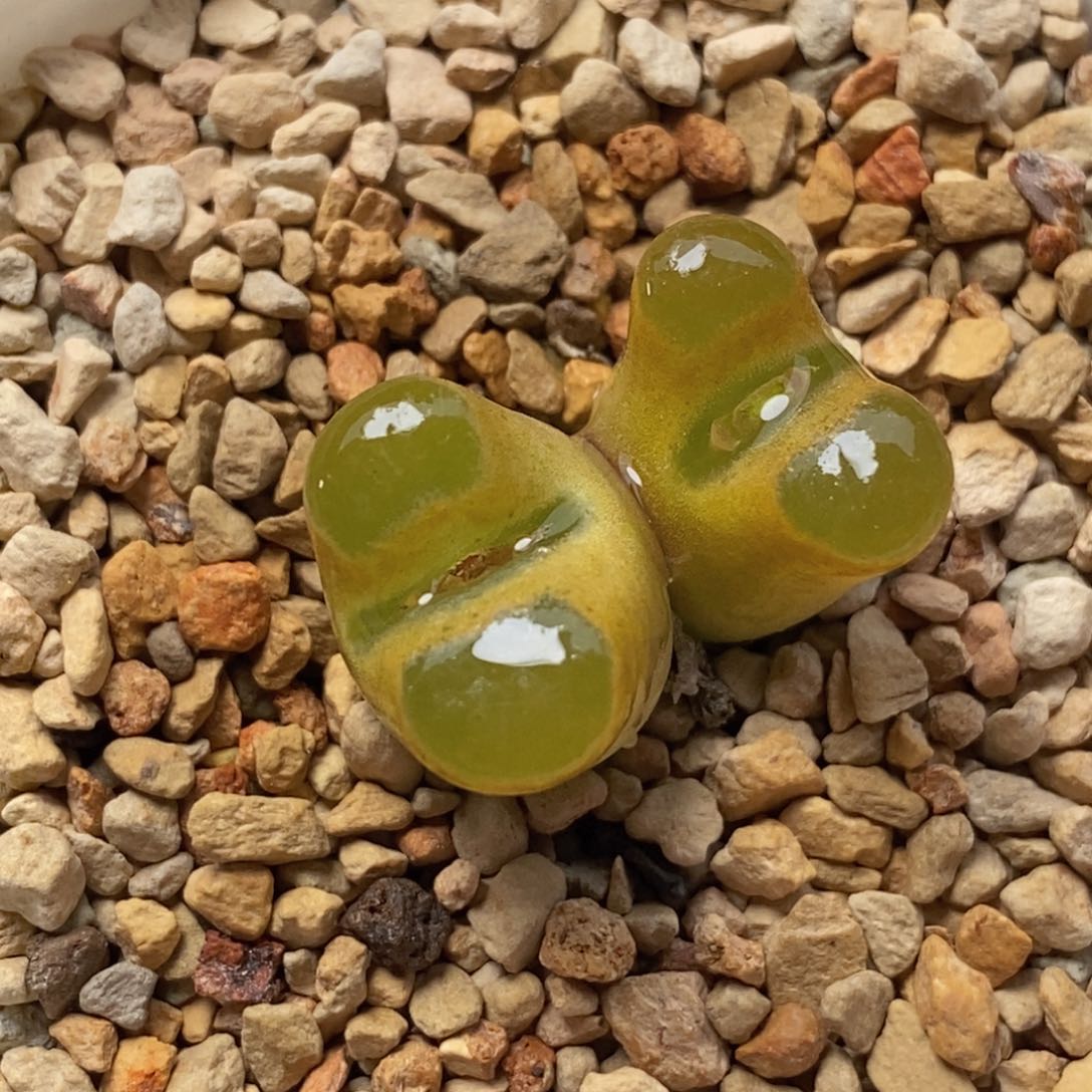 双头克里普兰磁铁双头克里普兰磁铁