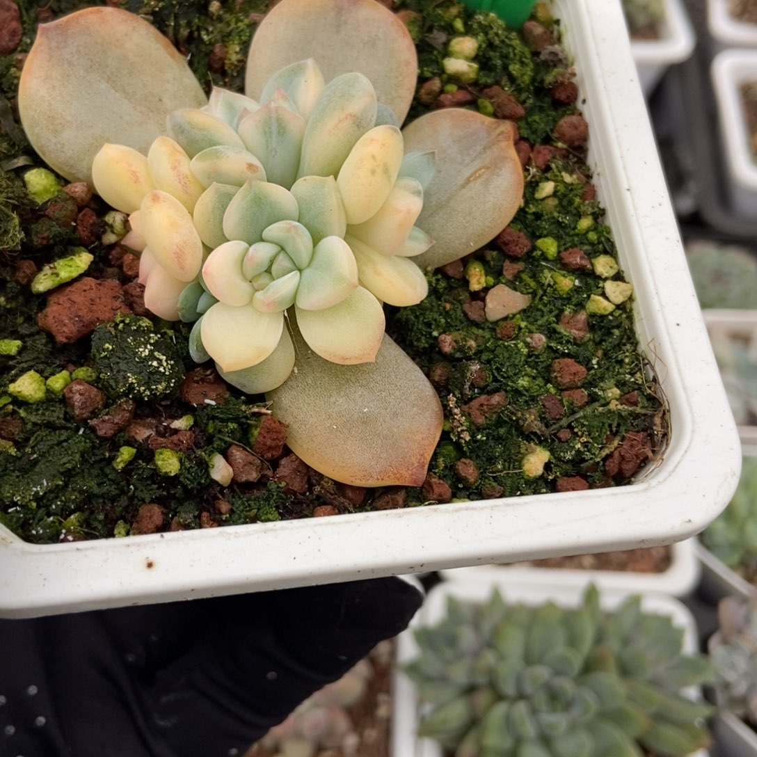 840梦露锦多肉植物