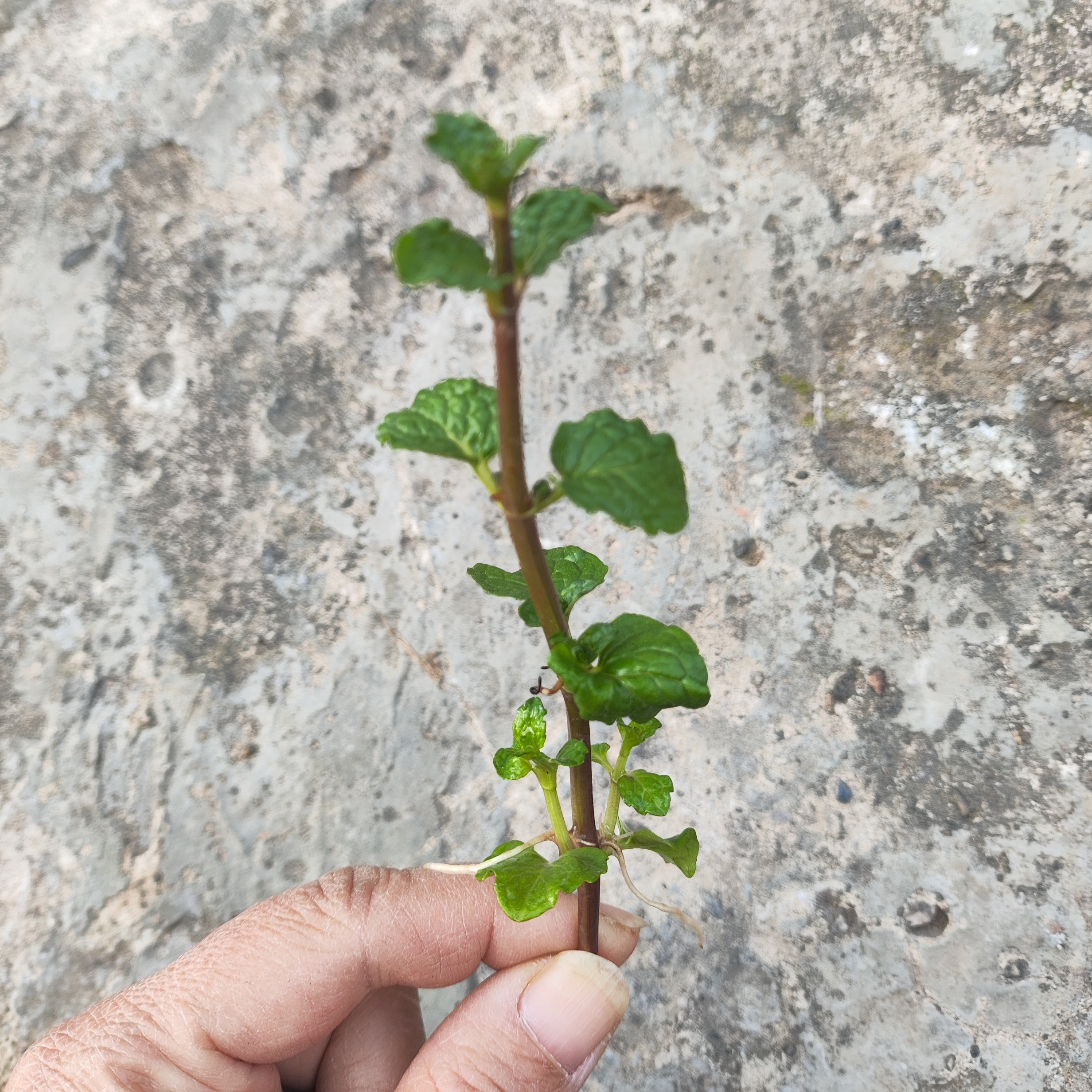 如主图一支薄荷小苗5cm左右可食物装饰晒干可泡茶可入药