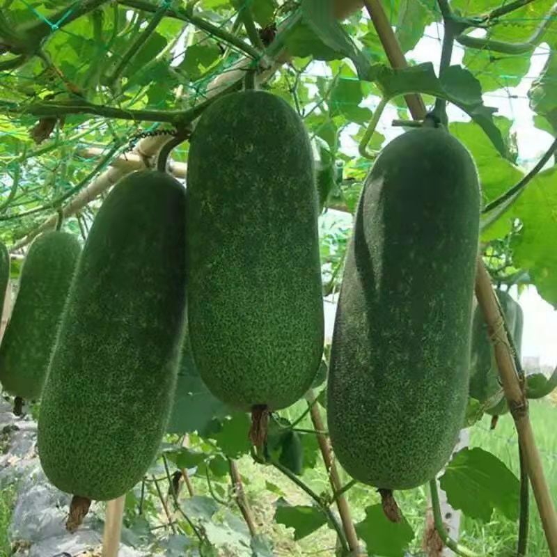 广西桂林农家节瓜5斤装