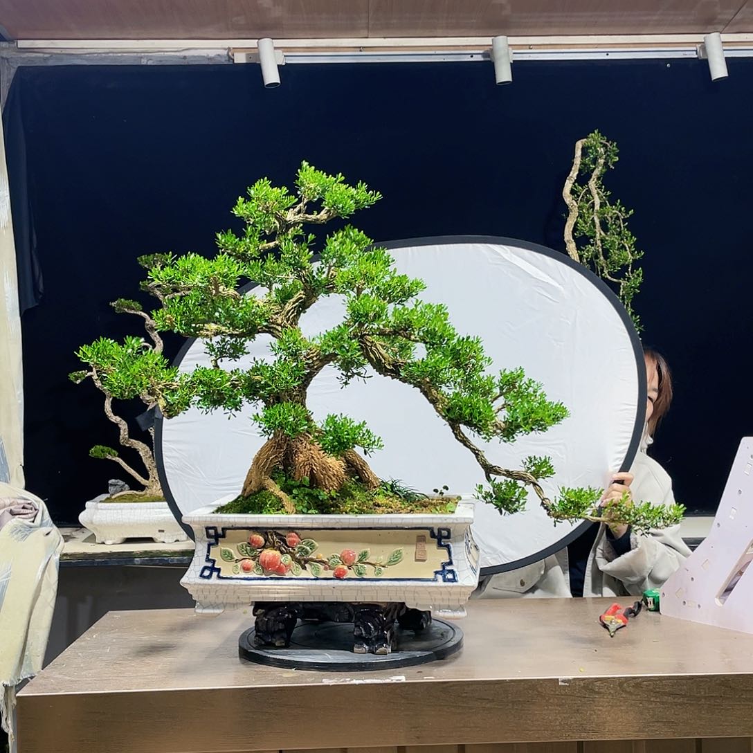 完全开放黄杨盆景四季常青