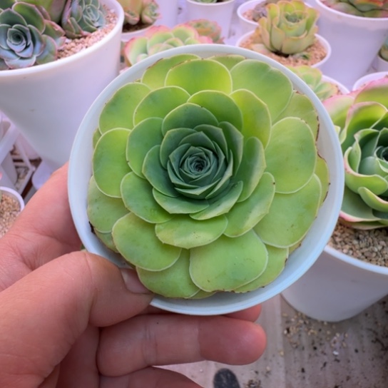 知***乐基因优秀冠服6.5cm