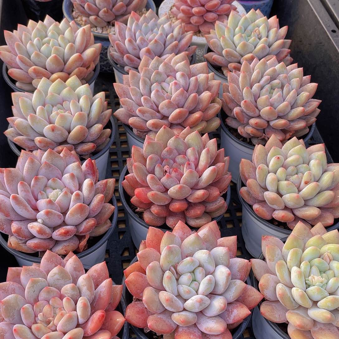 量拍43号 半夏母本大单头一个