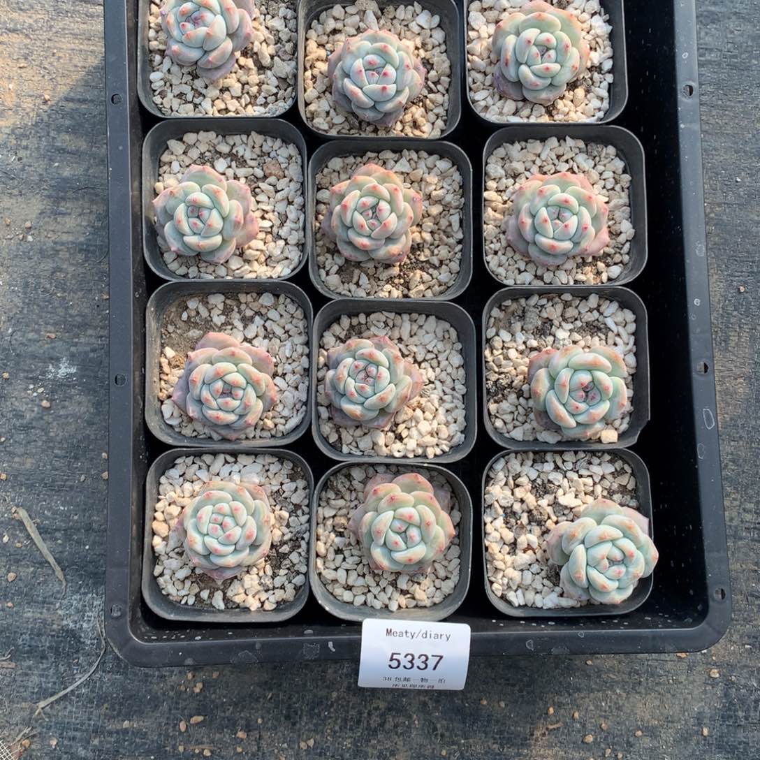 特5337星影小脸3厘米左右12颗一组脱土发