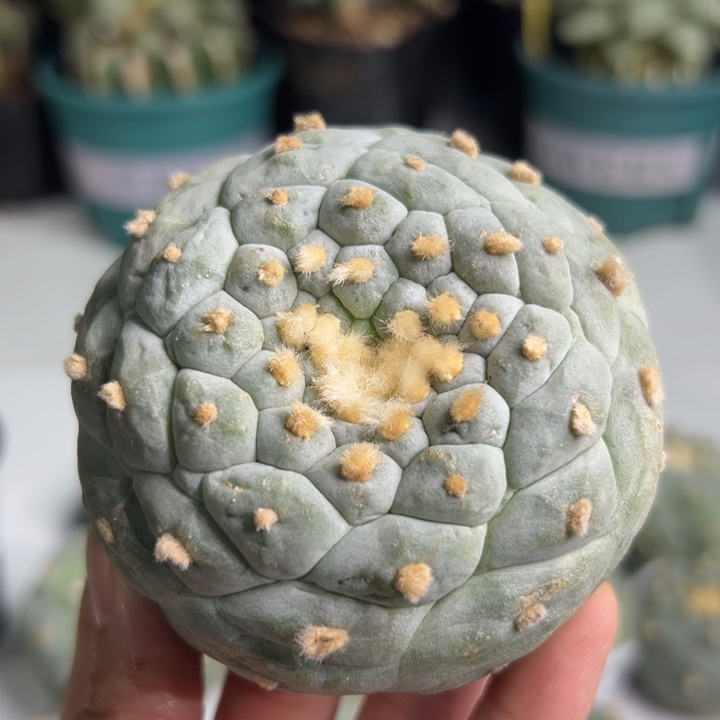 440 可帮发根可发货