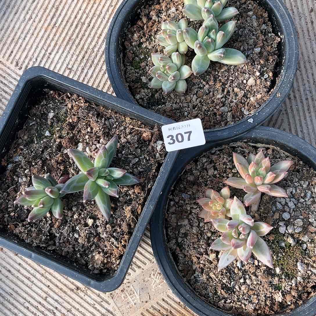 阿雅园艺。              307