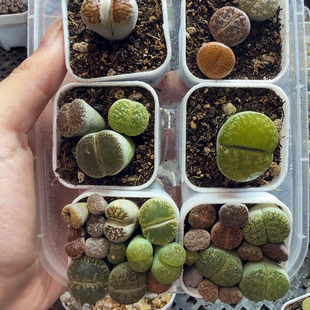 天***意多肉植物和植物等17