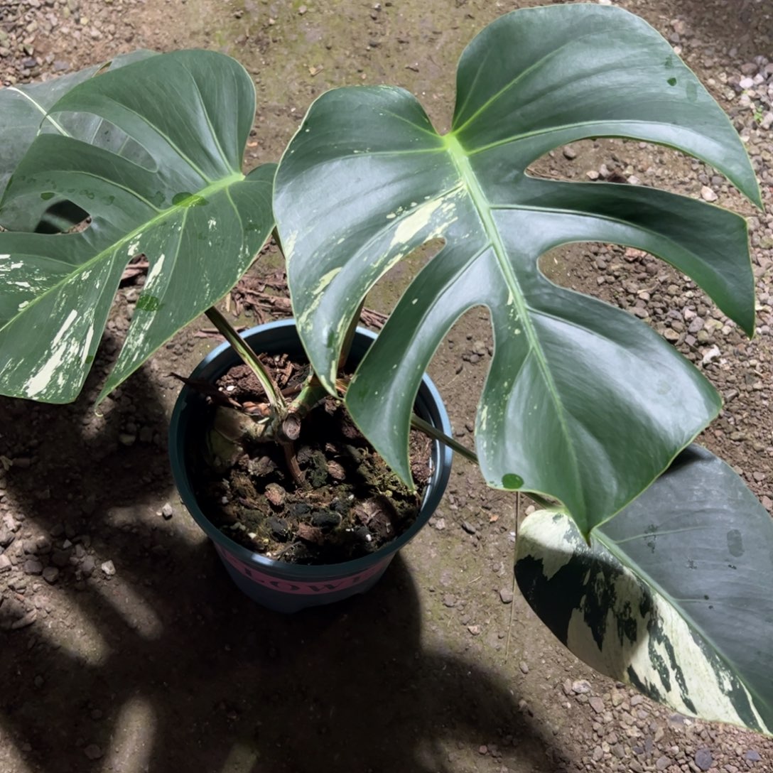 完全开放泰国薄荷四叶