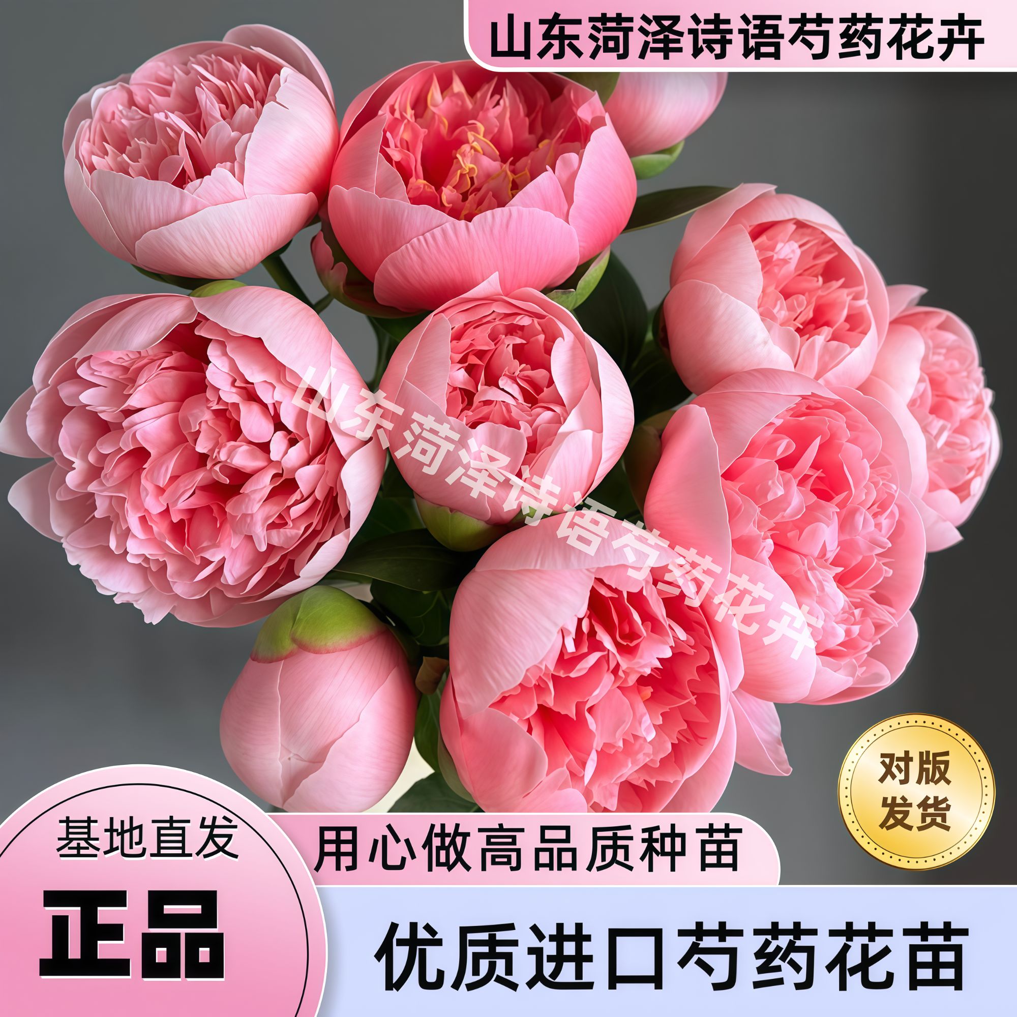 【三文鱼断根】诗语花卉-进口芍药花苗易成活【理性购物】