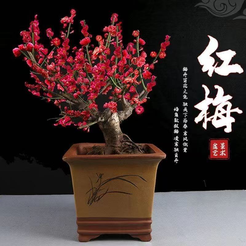 【造型】浓香红梅盆栽地栽耐寒耐旱南北方养殖