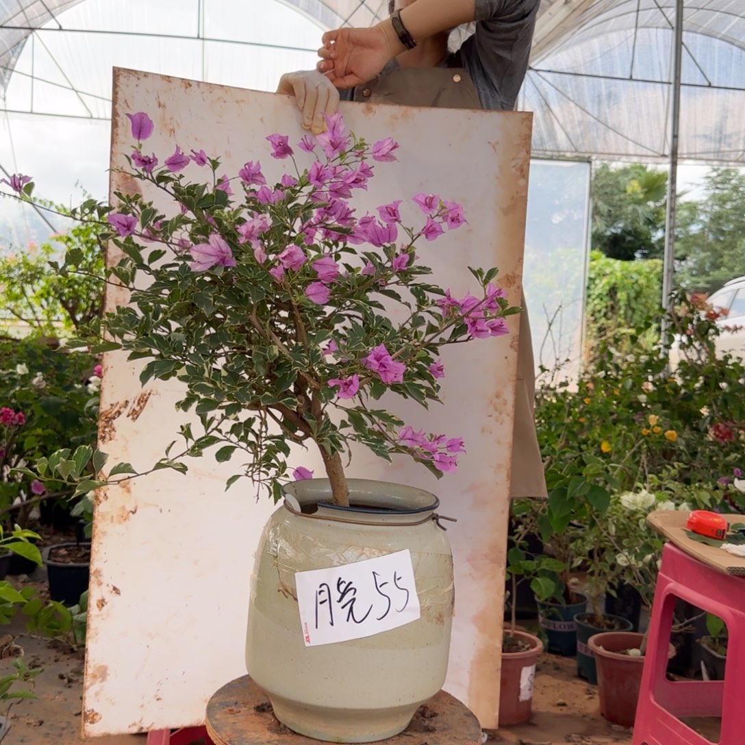 完全开放银边雪紫55脱少量花苞开放