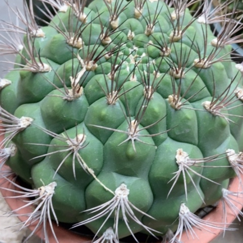 超大新天地50米仙人球