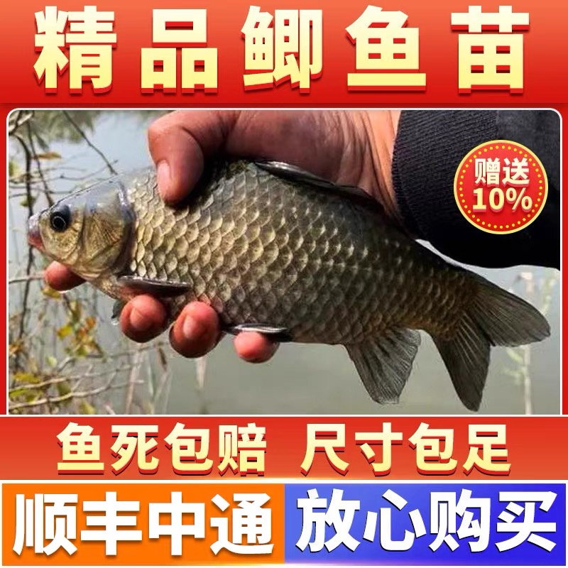 优质鲫鱼苗黄金鲫中科五号土鲫鱼工程鲫大板鲫鱼养殖食用水族观赏
