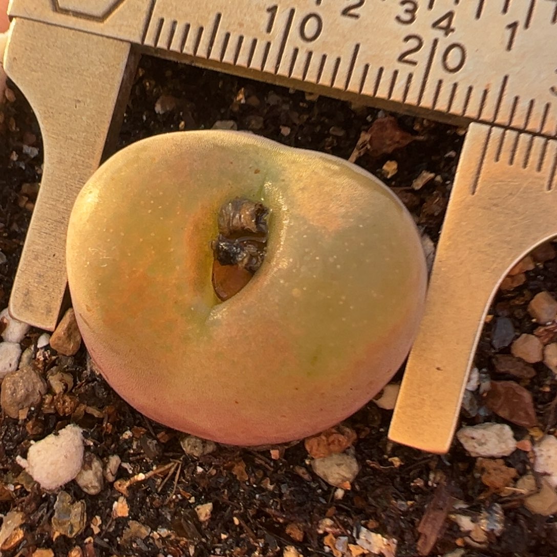 猴脸暗纹毛多肉植物