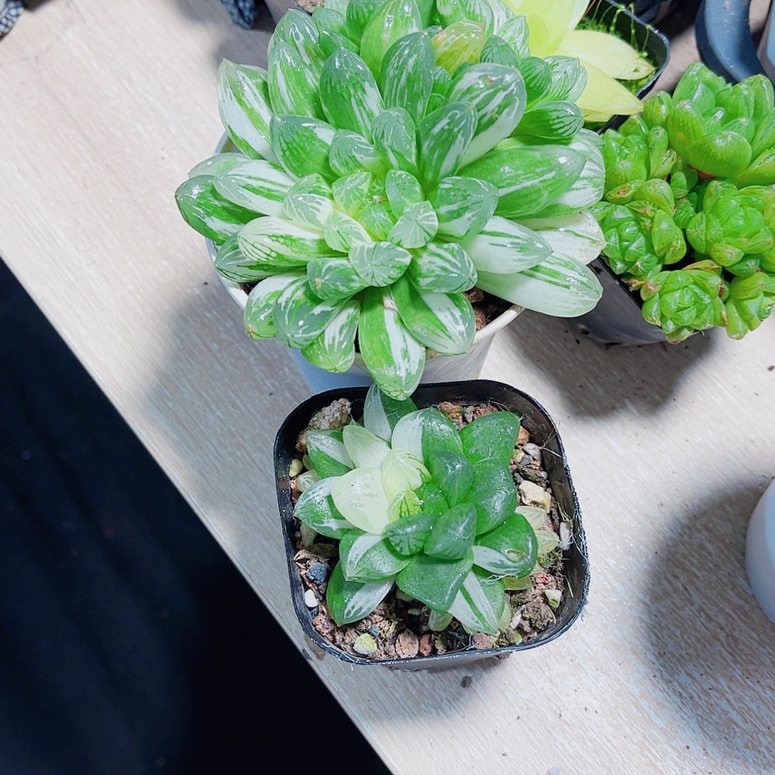 好看的花花两个都是精品