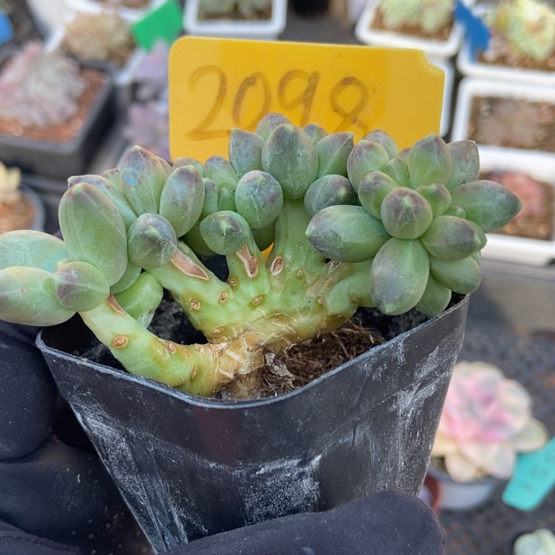 2098千代田缀多肉植物