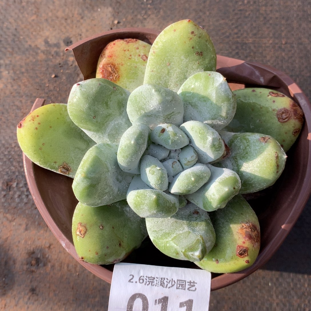 拇指，2月8日发货多肉