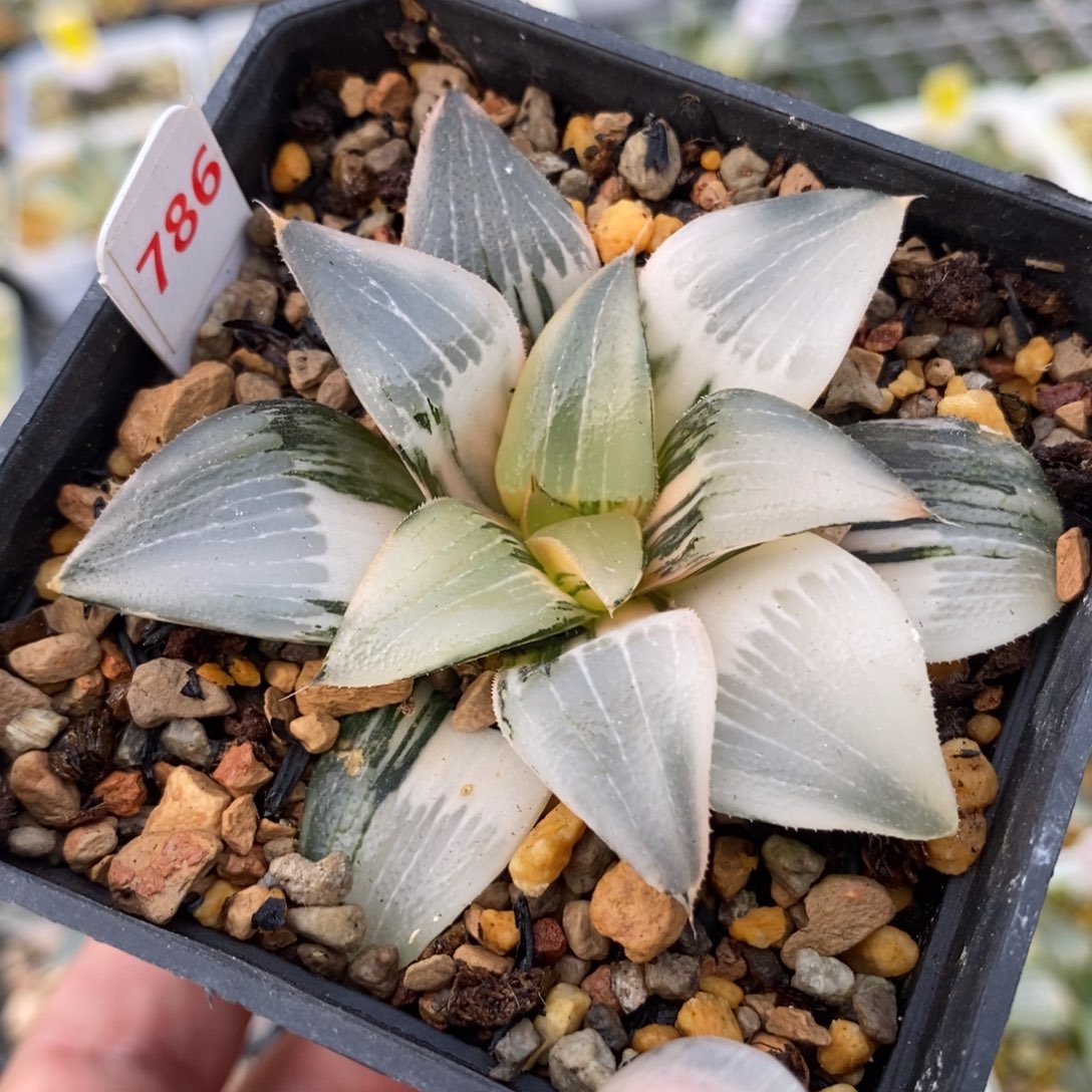 786裹实生克锦一物一拍