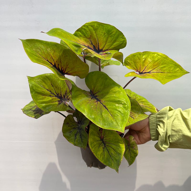 焦糖魔法 彩叶芋盆栽 颜色多变室内好养活 多年生草本观叶植物