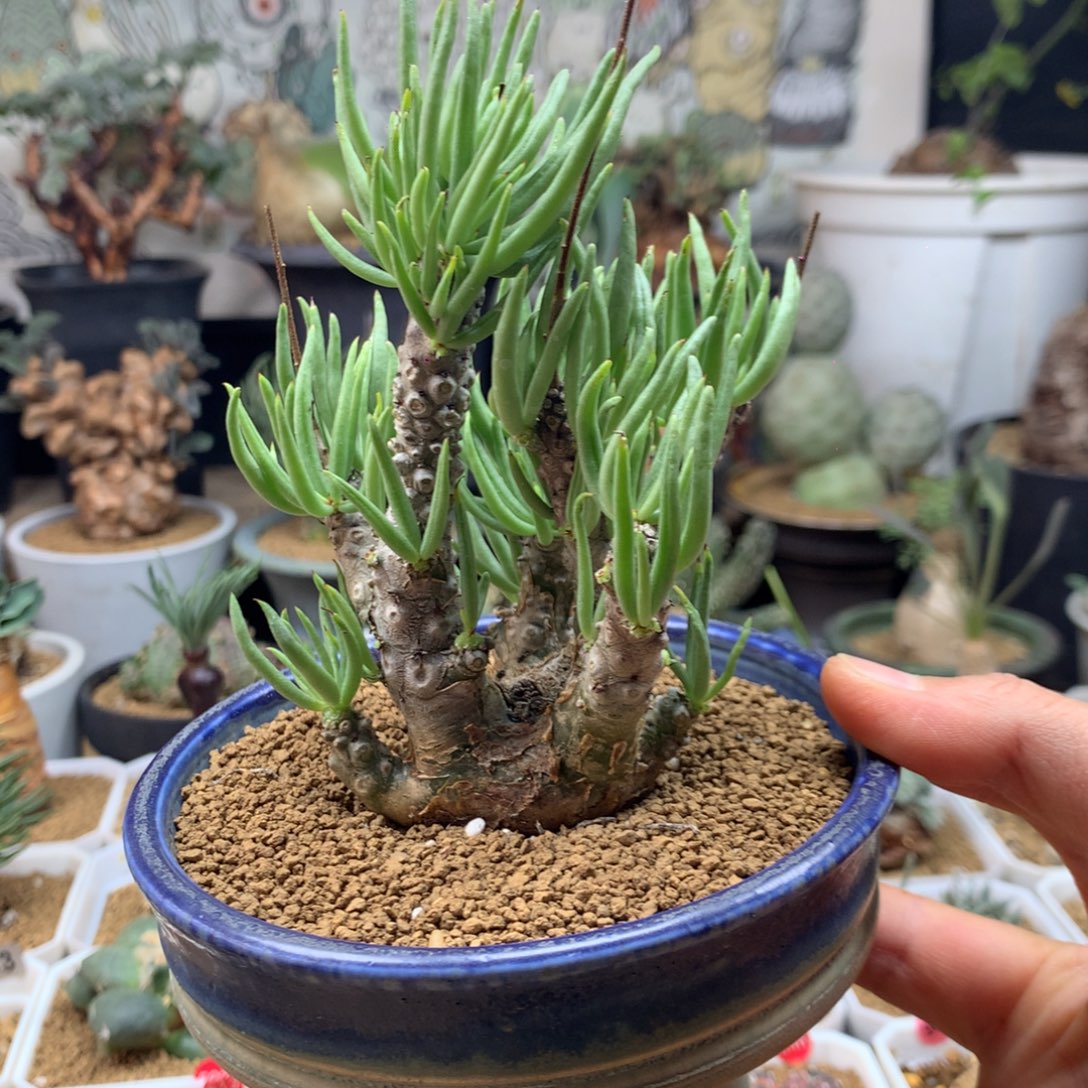 产地白象奇峰锦多肉脱土