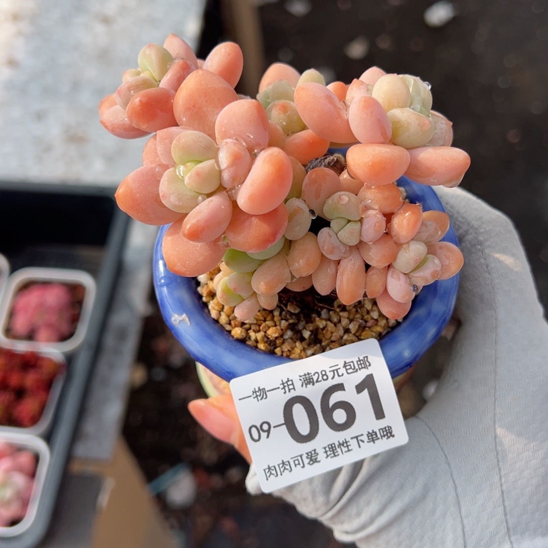 桔子洛神多肉多肉多肉多肉