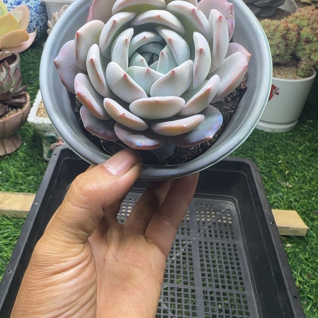 锦安精品多肉植物275