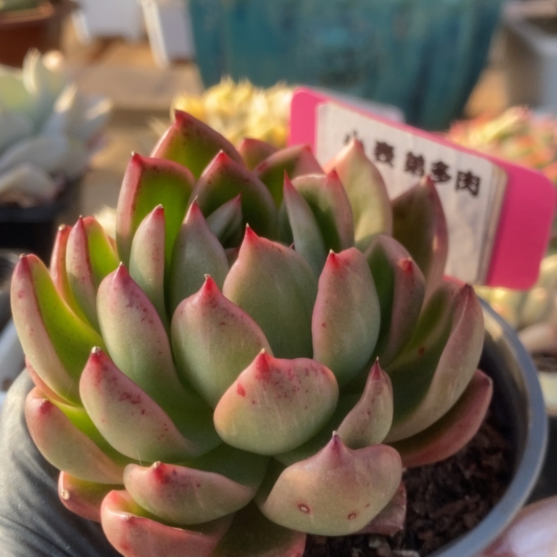 447卡利斯托锦锦锦锦锦