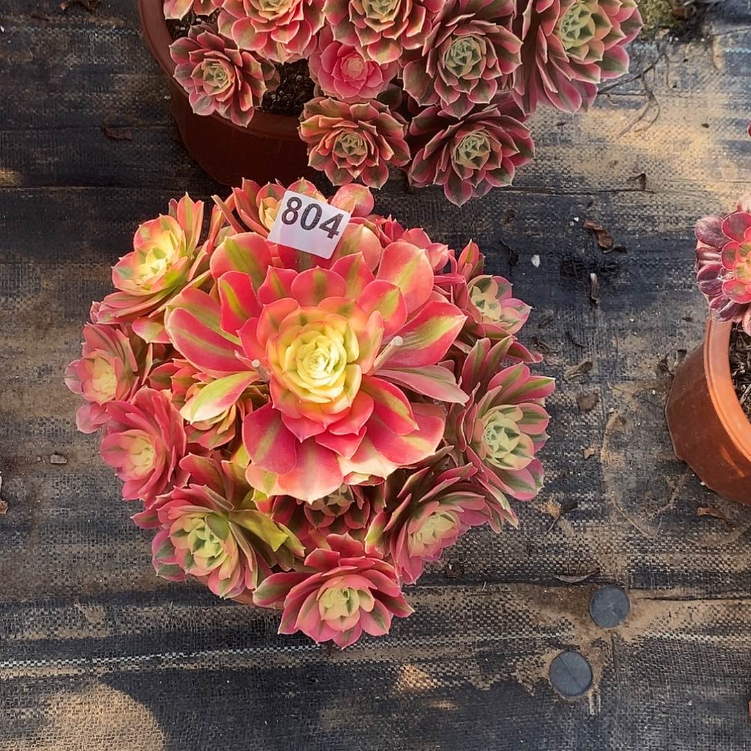 804粉女巫冠服30公分左右