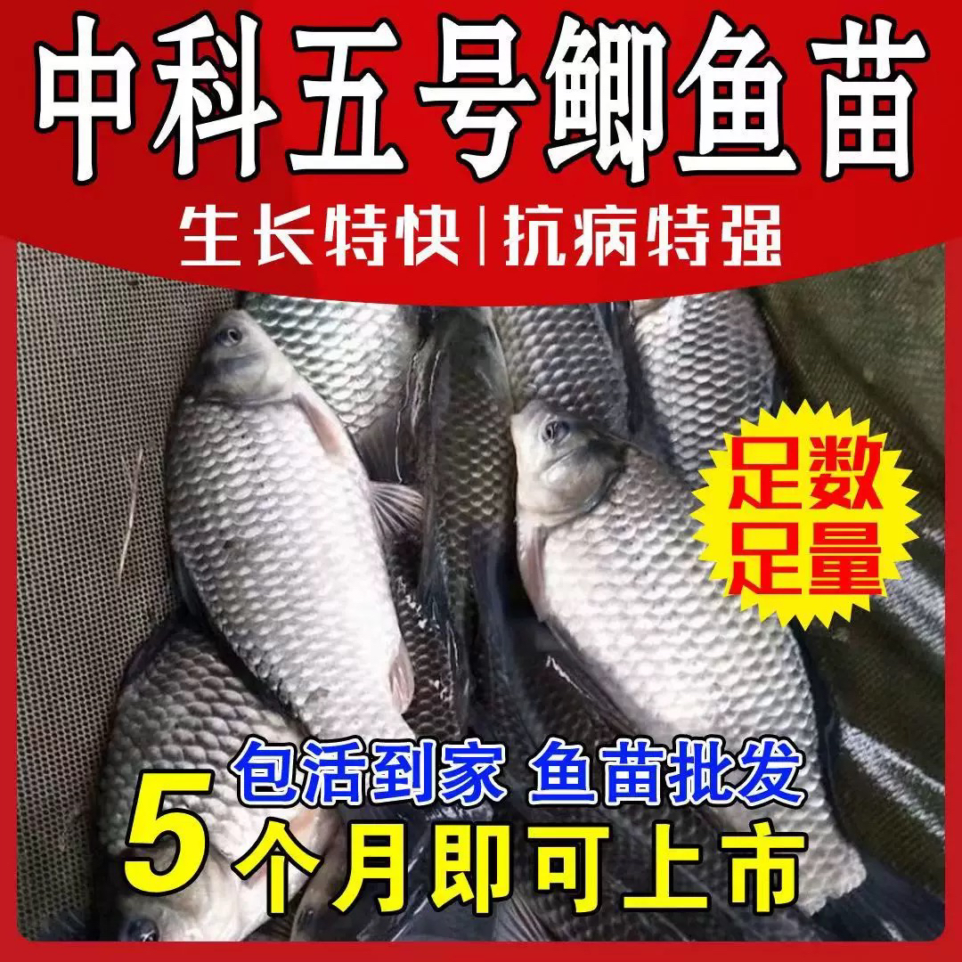 中科5号鲫鱼淡水宠物观赏鱼