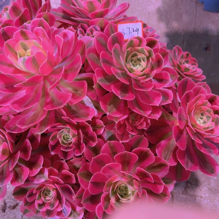 南*多肉粉女巫3.7.24