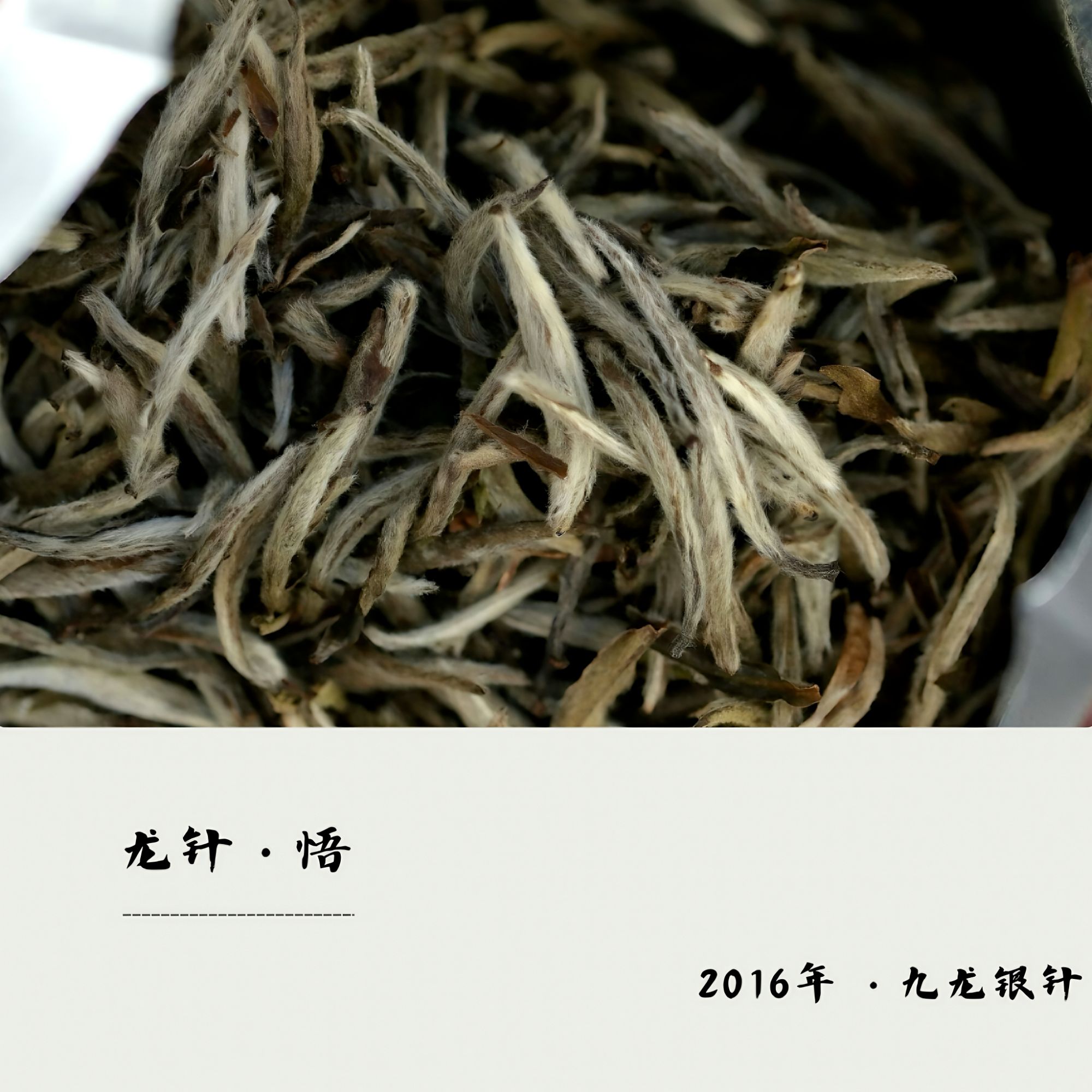 龍嘘   2016年 悟 特级 九龙大白 龙针 50g
