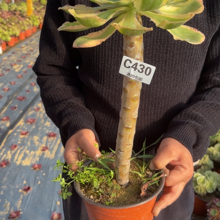 瑞妈，，。。。。。。430燕姿锦